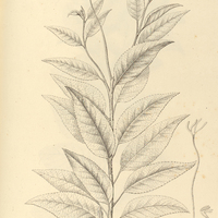 7. CORDIA leucocalyx.