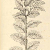 8. CORDIA calocephala.