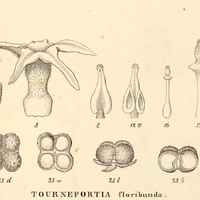 9. I. TOURNEFORTIA floribunda.