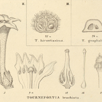 9. II. TOURNEFORTIA brachiata., III. T. hirsutissima., IV. T. gnaphalodes.