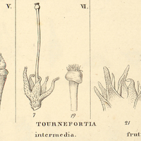 9. V. TOURNEFORTIA elegans., VI. TOURNEFORTIA intermedia., VII. TOURNEFORTIA fruticosa.