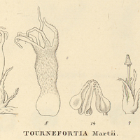 9. VIII. TOURNEFORTIA Martii.