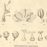 9. IX. PATAGONULA americana.