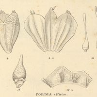 9. X. CORDIA affinis.