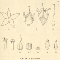 9. XI. RHABDIA lycioides.
