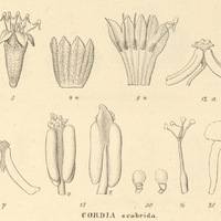 9. XII. CORDIA scabrida.