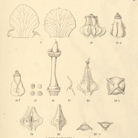 10. I. SCHLEIDENIA paradoxa.