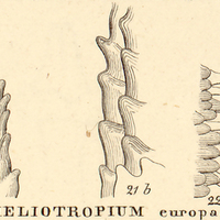 10. X. HELIOTROPIUM europacum.