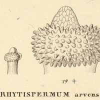 10. XI. RHYTISPERMUM arvense.