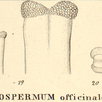 10. XII. LITHOSPERMUM officinale.