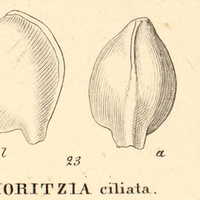 10. XIII. MORITZIA ciliata.