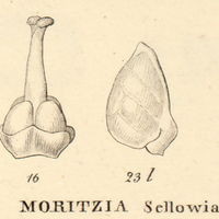 10. XIV. MORITZIA Sellowiana.