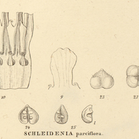 10. II. SCHLEIDENIA parciflora.