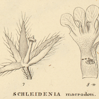 10. III. SCHLEIDENIA macrodon.
