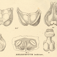 10. IV. HELIOPHYTUM indicum.