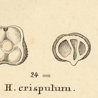 10. V. H. crispulum.