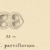 10. VI. H. parviflorum.