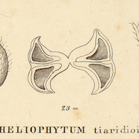 10. VII. HELIOPHYTUM tiaridioides.