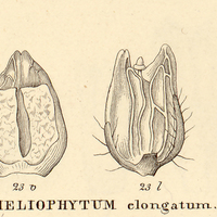 10. VIII. HELIOPHYTUM elongatum.