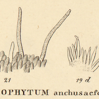 10. IX. HELIOPHYTUM anchusaefolium.