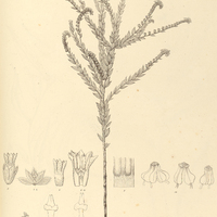 11. SCHLEIDENIA Clausseni.