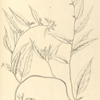 12. TOURNEFORTLA lanceolata.