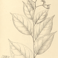13. TOURNEFORTIA grandifolia.
