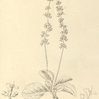 14. OCIMUM nudicaule.