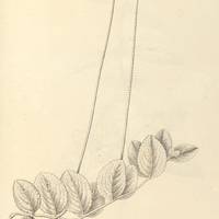15. PELTODON lougipes.