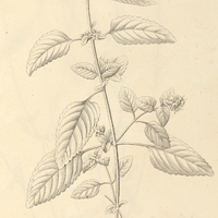16. MARSYPIANTHES hyptoides.