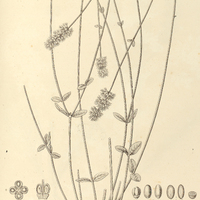 17. HYPTIS virgata.