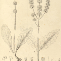 18. I. HYPTIS nudicaulis II. interrupta.