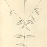 19. HYPTIS lophantha.