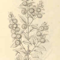 20. HYPTIS Martiusii.