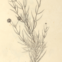 21. HYPTIS linarioides.
