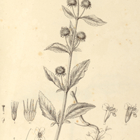 22. HYPTIS lappulacea.
