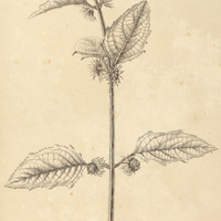 23. HYPTIS sinauata.