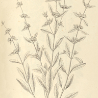 24. HYPTIS salicina.