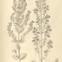 25. HYPTIS I. lacunosa, II. fruticosa.
