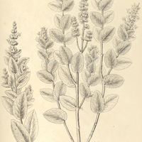 26. HYPTIS carpinifolia.