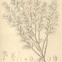 27. HYPTIS Clausseni.