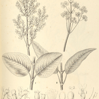 28. HYPTIS I. latifolia, II. membranacea.