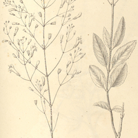29. HYPTIS reticulata.