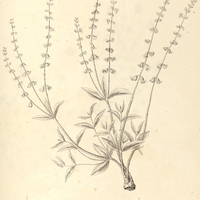 30. ERIOPE crassipes.