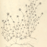 31. CUNILA microcephala.