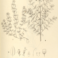 32. I. MICROMERIA Brownei. II. ERIOTHYMUS rubiaceus