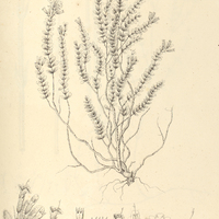 33. HEDEOMA polygalaefolia.