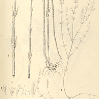 34. KEITHIA I. Denudata, II. minima.