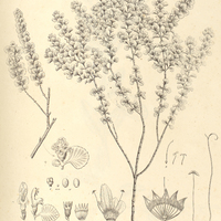 35. GLECHON spathulata.