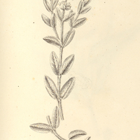 36. SALVIA lachnostachys.